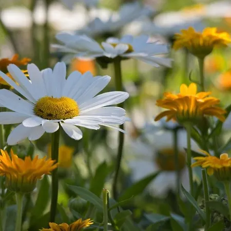 Bed & Breakfast Puster Gobernitz